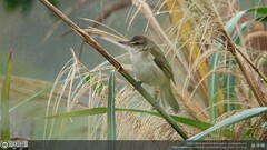 Acrocephalus orientalis