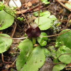 Corybas iridescens
