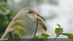 Acrocephalus orientalis