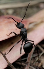 Polyrhachis hexacantha