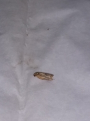 Epiphyas postvittana