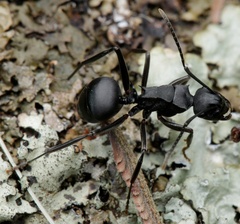 Polyrhachis hexacantha
