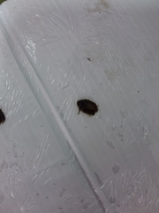 Epiphyas postvittana