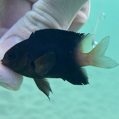 Stegastes partitus