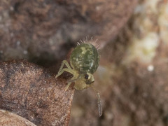 Sminthuridae
