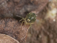 Sminthuridae