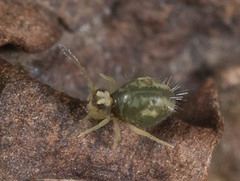 Sminthuridae