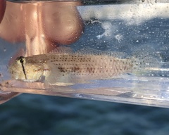 Gnatholepis thompsoni