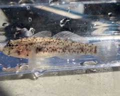 Coryphopterus dicrus