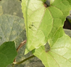 Sciapodinae