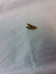 Epiphyas postvittana