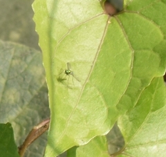 Sciapodinae