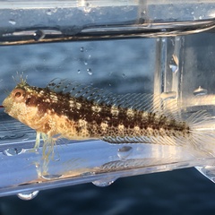 Parablennius marmoreus