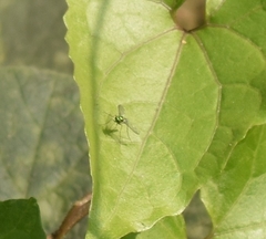 Sciapodinae