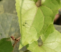 Sciapodinae