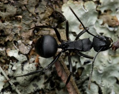 Polyrhachis hexacantha