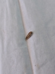 Epiphyas postvittana