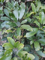 Heptapleurum heptaphyllum