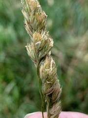 Dactylis glomerata