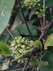 Heptapleurum heptaphyllum