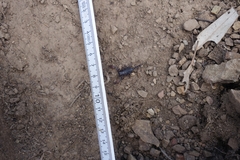 Opistophthalmus