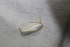 Cryptophasa flavolineata