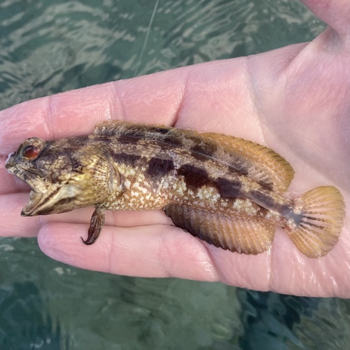 Banded jawfish (Opistognathus macrognathus) — Opistognathidae — 2