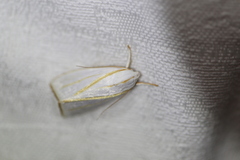 Cryptophasa flavolineata