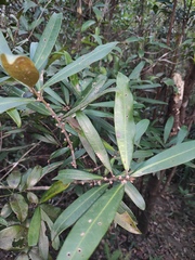 Myrsine seguinii