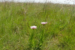 Dimorphotheca spectabilis