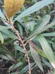 Myrsine seguinii