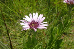 Dimorphotheca spectabilis