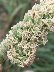 Dactylis glomerata