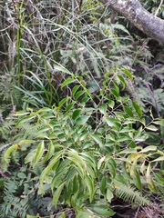 Archidendron lucidum