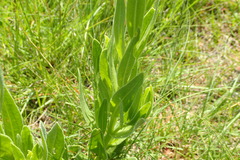 Dimorphotheca spectabilis