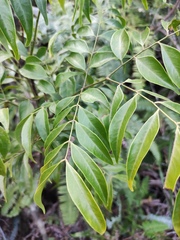 Archidendron lucidum