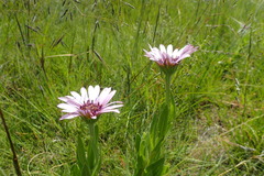 Dimorphotheca spectabilis