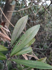 Myrsine seguinii
