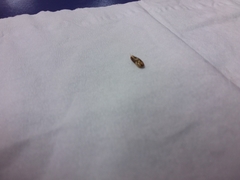 Epiphyas postvittana