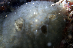 Aplousobranchia