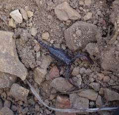 Opistophthalmus