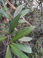 Myrsine seguinii