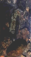 Macrobrachium laevis