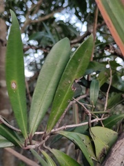 Myrsine seguinii