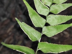 Lindsaea heterophylla