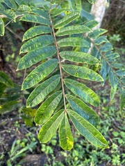Zanthoxylum martinicense