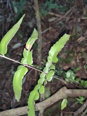 Lindsaea heterophylla