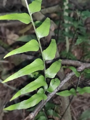 Lindsaea heterophylla