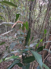 Alpinia zerumbet