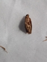 Epiphyas postvittana